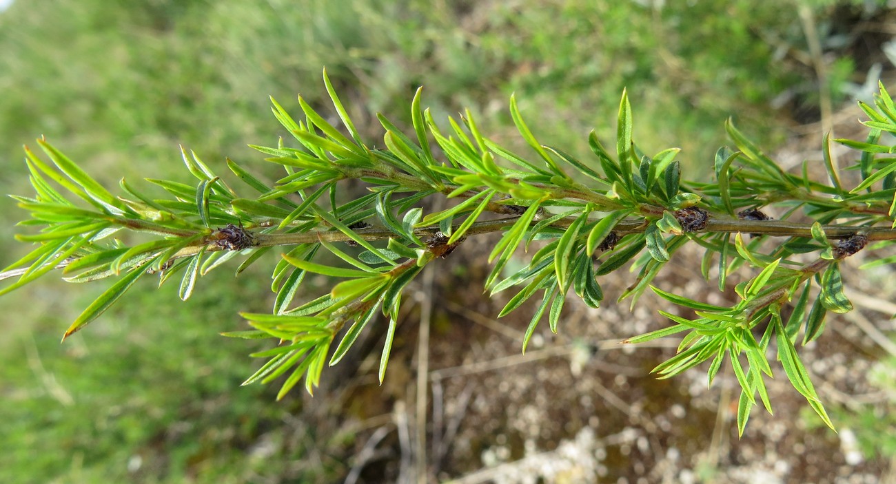 Image of Caragana pygmaea specimen.