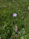 Lactuca tatarica