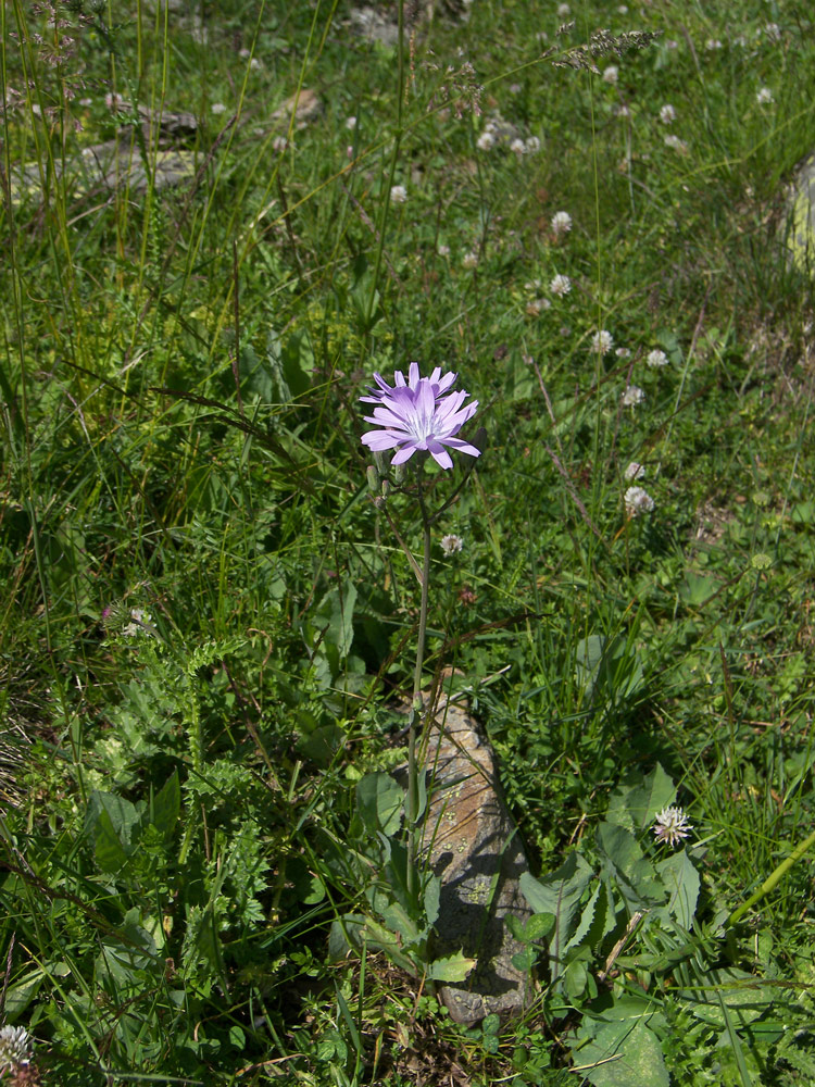 Image of Lactuca tatarica specimen.