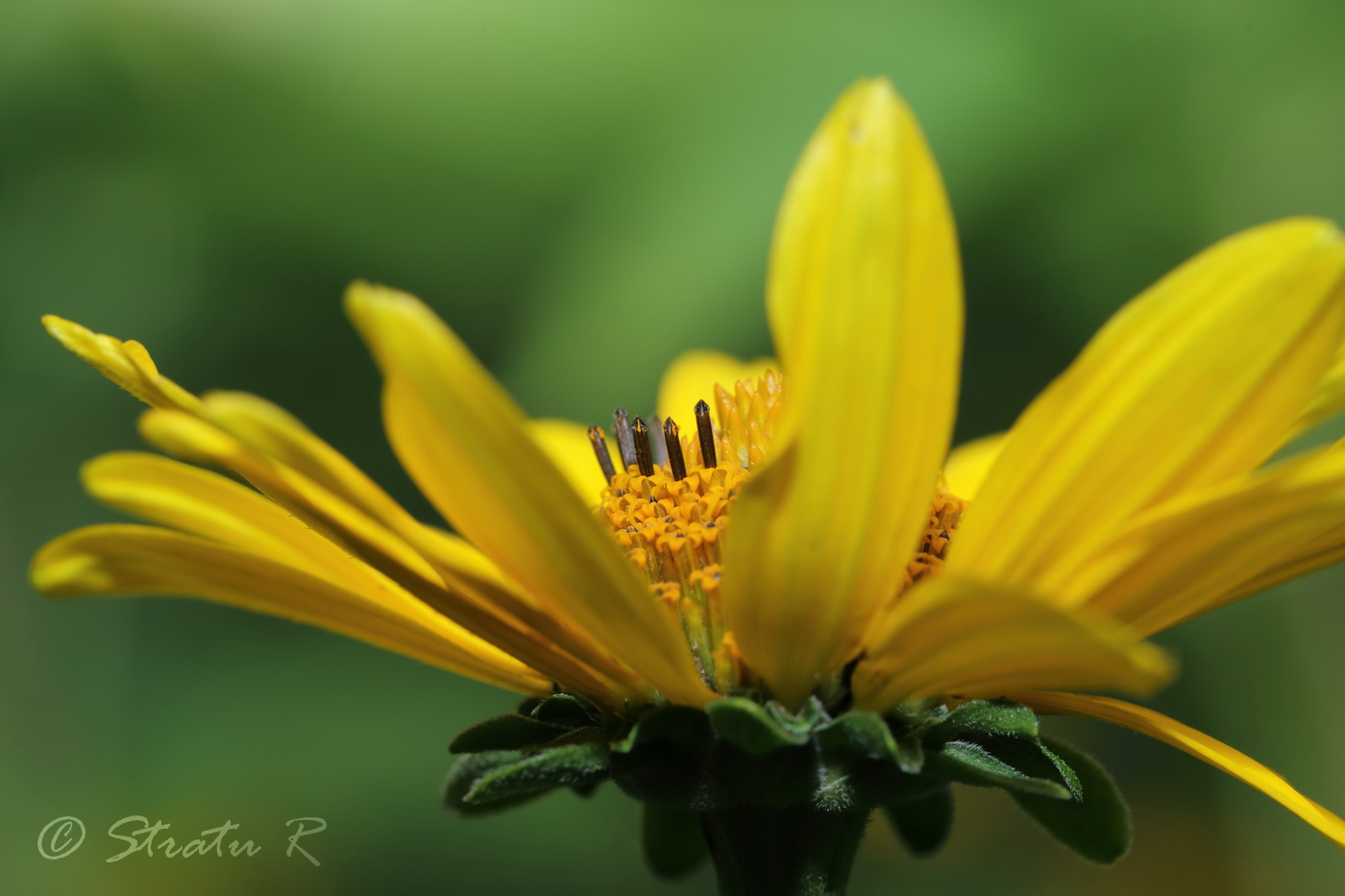 Image of Heliopsis helianthoides ssp. scabra specimen.