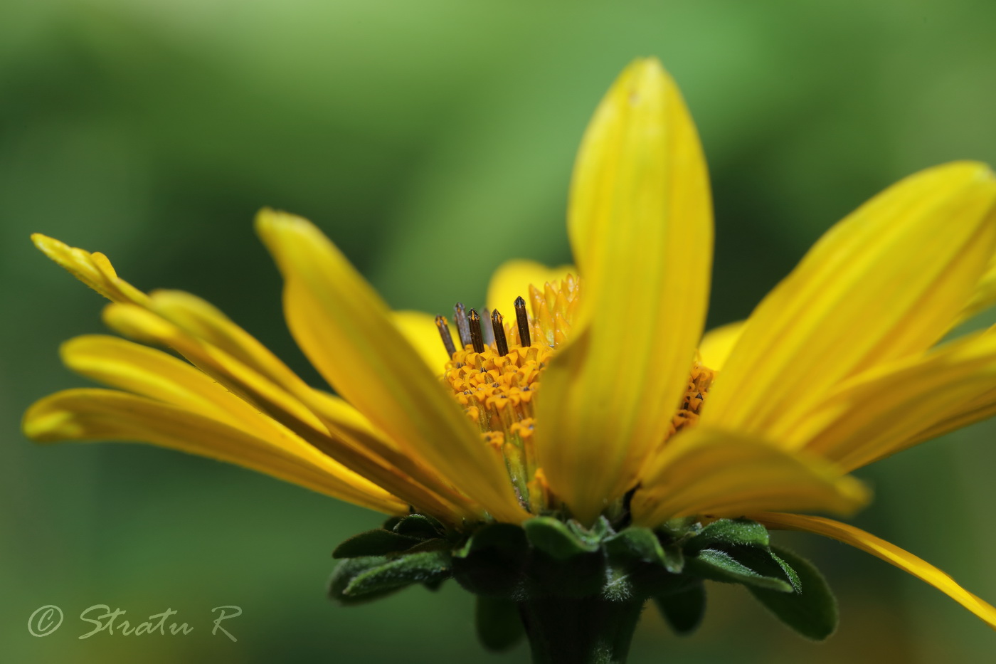 Изображение особи Heliopsis helianthoides ssp. scabra.