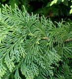 Thuja koraiensis. Часть ветки. Германия, г. Дюссельдорф, Ботанический сад университета. 03.06.2014.