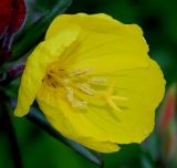 Oenothera fruticosa