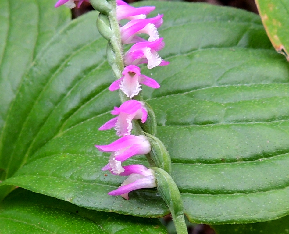 Image of Spiranthes australis specimen.