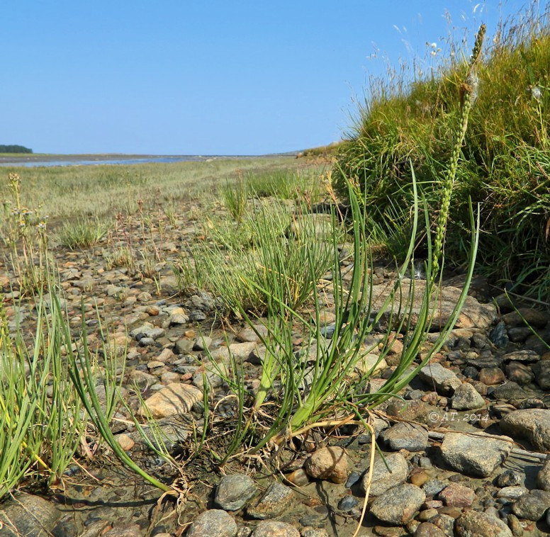 Image of Triglochin maritima specimen.