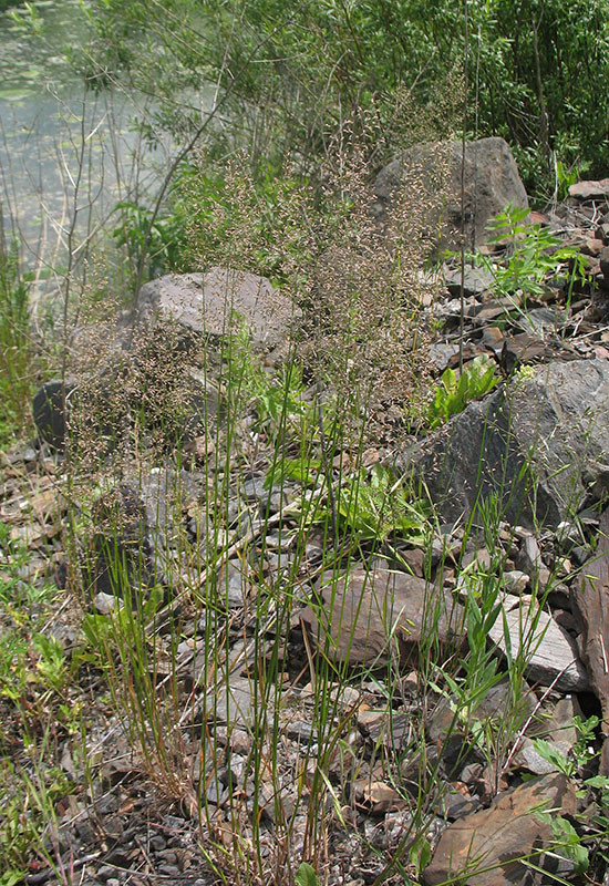 Image of Poa palustris specimen.