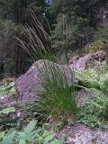 Agrostis planifolia