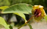 Hypericum calycinum. Верхушка плодоносящего растения. Южный Берег Крыма, Ливадия, парк Ливадийского дворца. Сентябрь 2013 г.