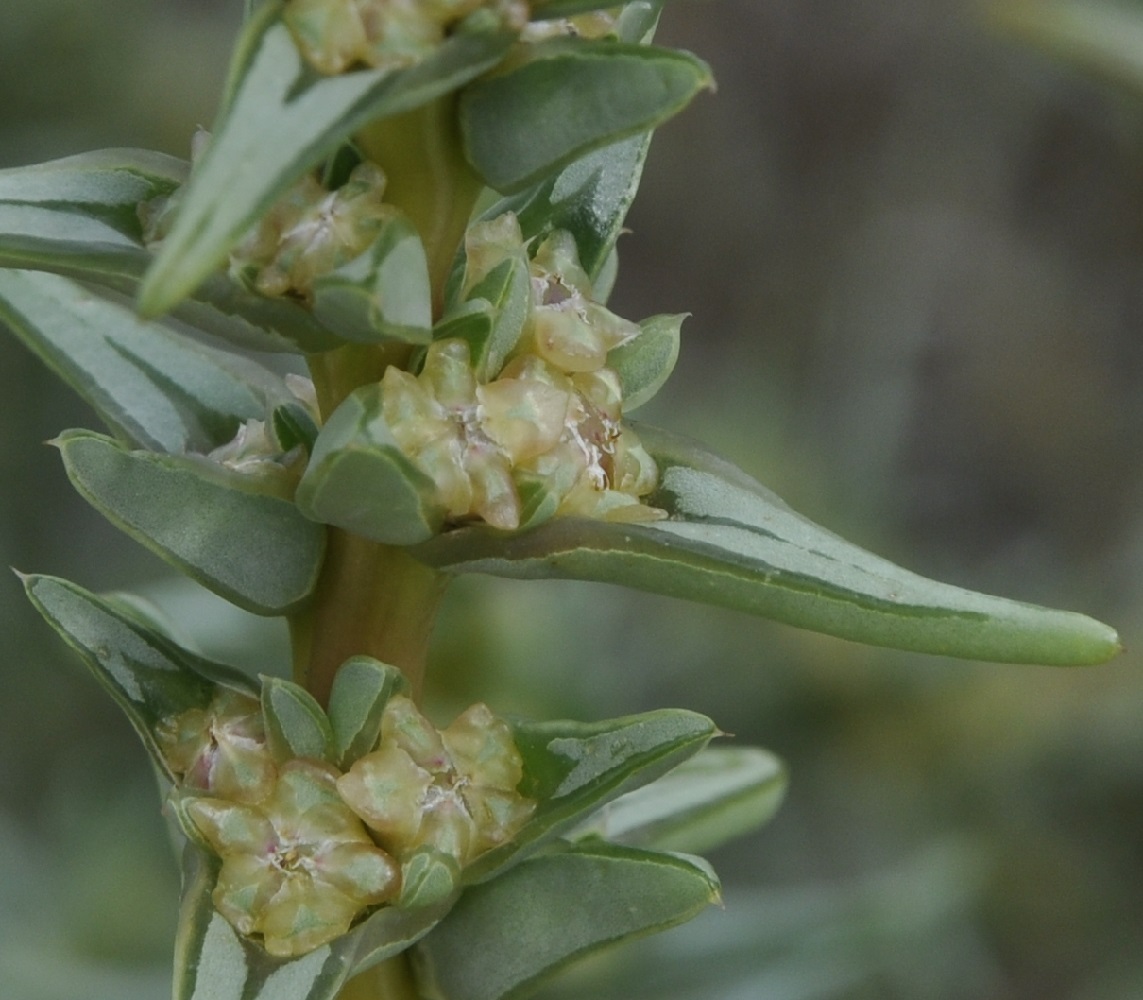 Image of Salsola soda specimen.