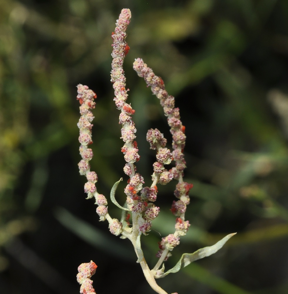 Image of Atriplex tatarica specimen.