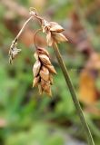genus Carex. Верхушка плодоносящего растения. Берег Белого моря, юго-зап. ч. Онежской губы, мыс Сосновый Наволок. Август 2014 г.