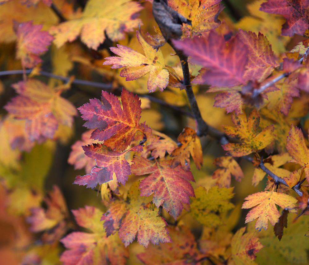 Image of genus Crataegus specimen.