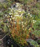 Saxifraga spinulosa. Отцветающее растение. Иркутская обл., Ольхонский р-н, западное побережье оз. Байкал, побережье Малого моря, окр. базы \"Чара\", каменистый склон. 25.06.2014.