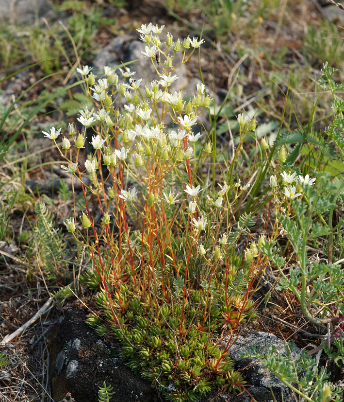 Image of Saxifraga spinulosa specimen.