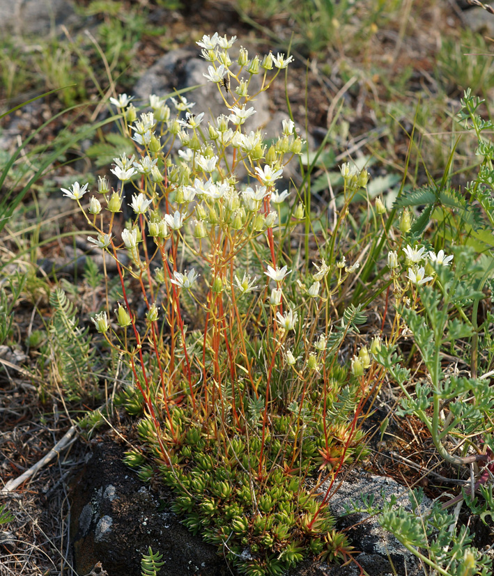 Изображение особи Saxifraga spinulosa.