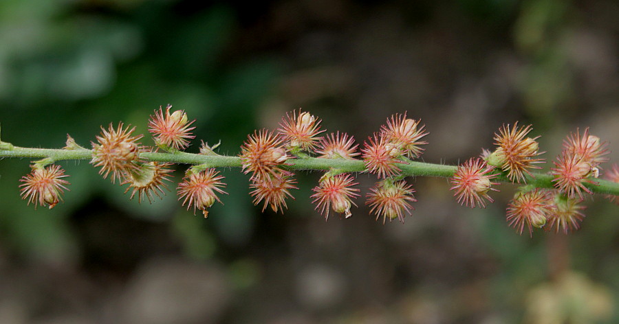 Image of genus Agrimonia specimen.