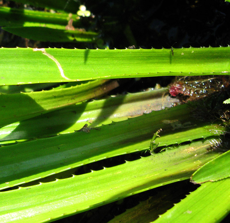 Image of Stratiotes aloides specimen.