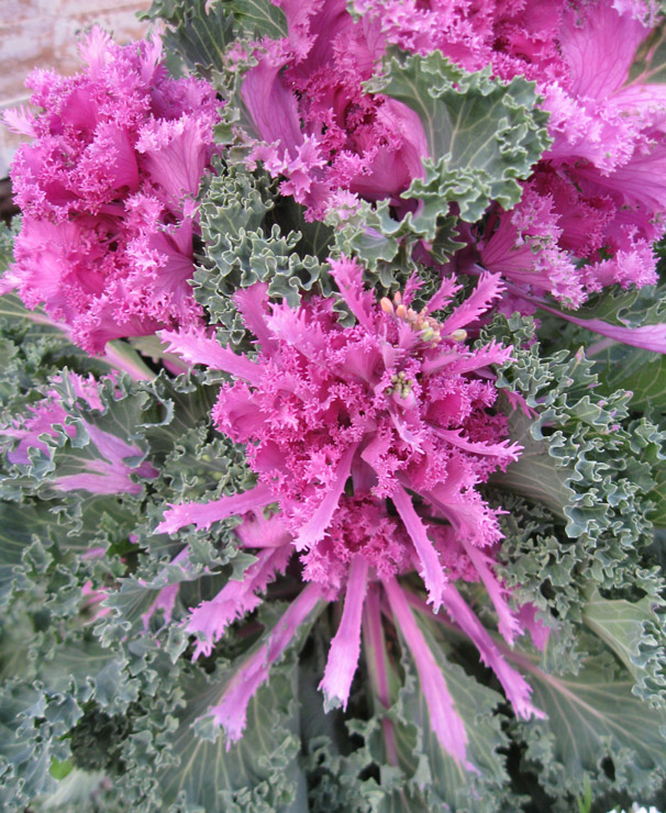 Image of Brassica oleracea var. viridis specimen.