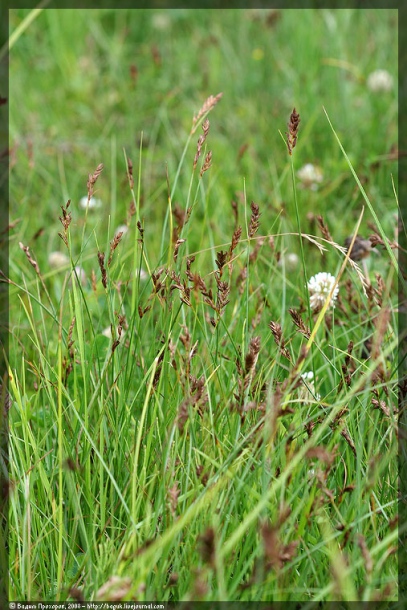 Image of Blysmus compressus specimen.