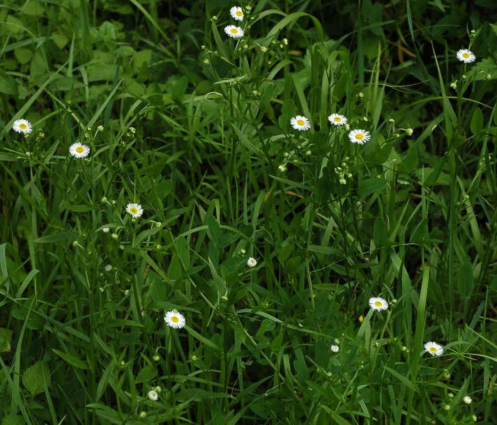 Изображение особи Erigeron annuus.