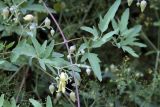Clematis orientalis. Побег с цветком и бутонами. Узбекистан, г. Ташкент, Ботанический сад им. Ф.Н.Русанова, 22.08.2009.
