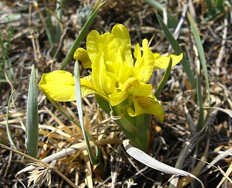 Image of Iris humilis specimen.
