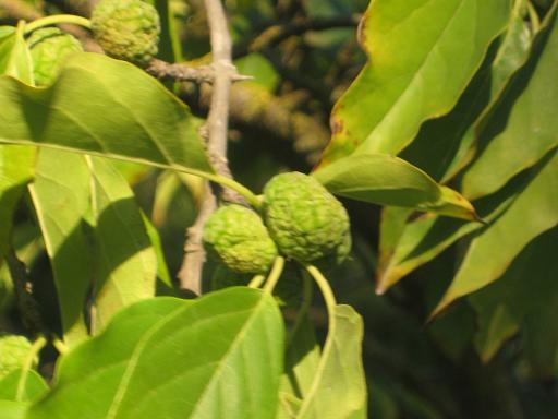 Изображение особи Maclura pomifera.