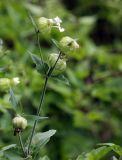 Melandrium latifolium