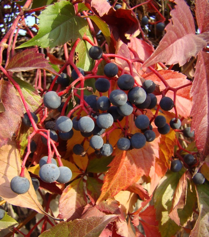 Image of Parthenocissus quinquefolia specimen.