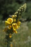 Verbascum densiflorum. Соцветие. Белгородская обл., окр. пос. Борисовка, долина р. Ворскла, остепнённый луг. 29.06.2009.