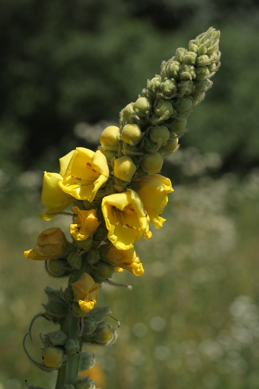 Image of Verbascum densiflorum specimen.