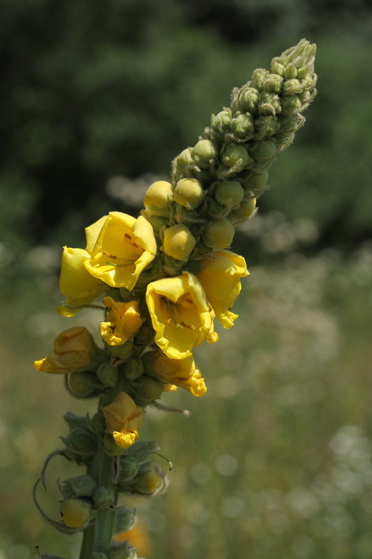 Изображение особи Verbascum densiflorum.