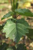 Corylus colurna