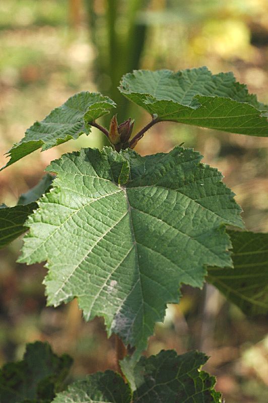 Изображение особи Corylus colurna.