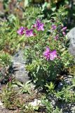 Chamaenerion colchicum