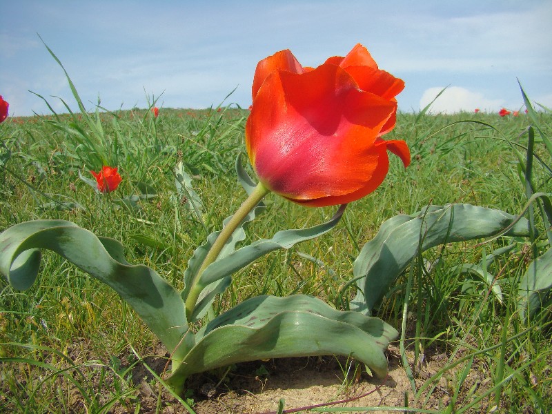 Изображение особи Tulipa greigii.