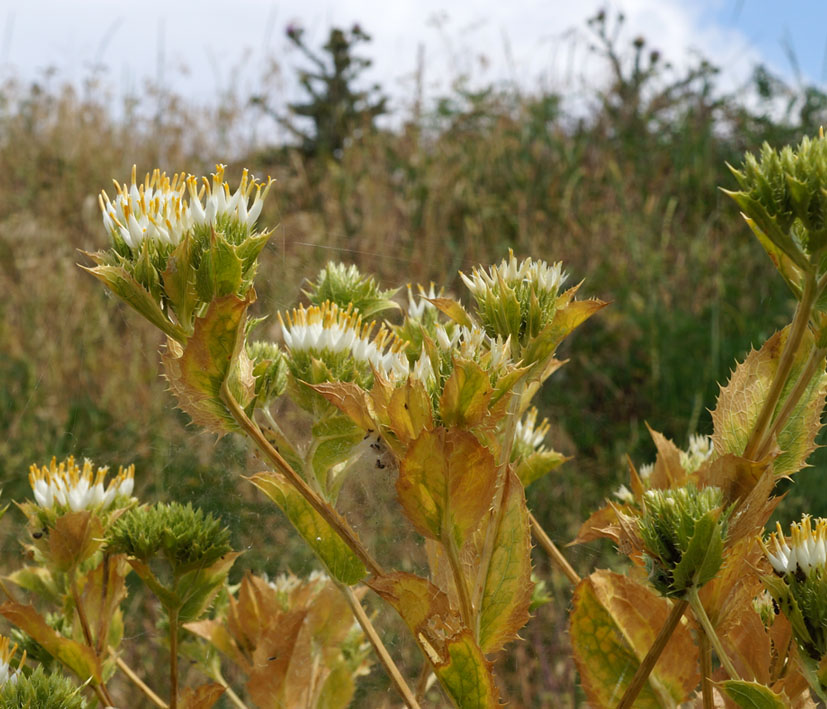 Изображение особи Cousinia triflora.