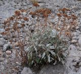 Senecio cineraria