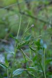 genus Epilobium