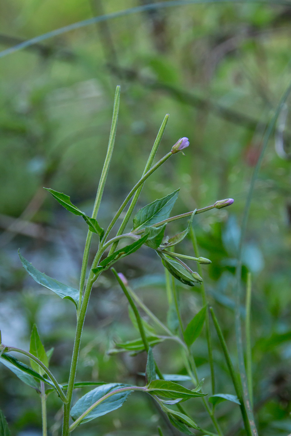 Изображение особи род Epilobium.