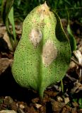 Erythronium caucasicum