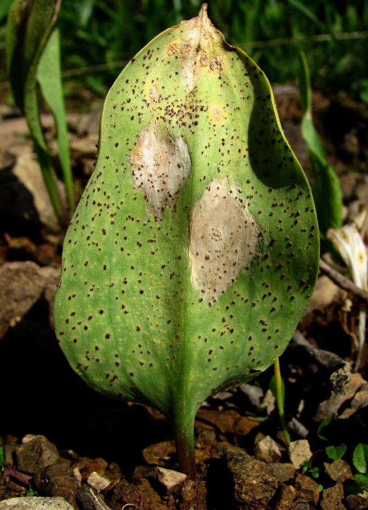 Изображение особи Erythronium caucasicum.