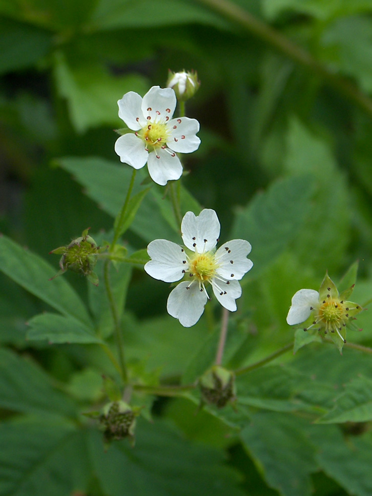 Image of Potentilla elatior specimen.