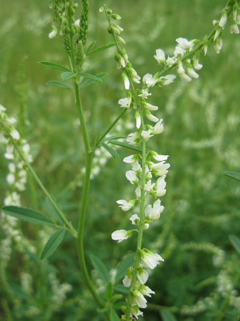 Image of Melilotus albus specimen.