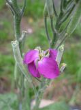 Matthiola incana