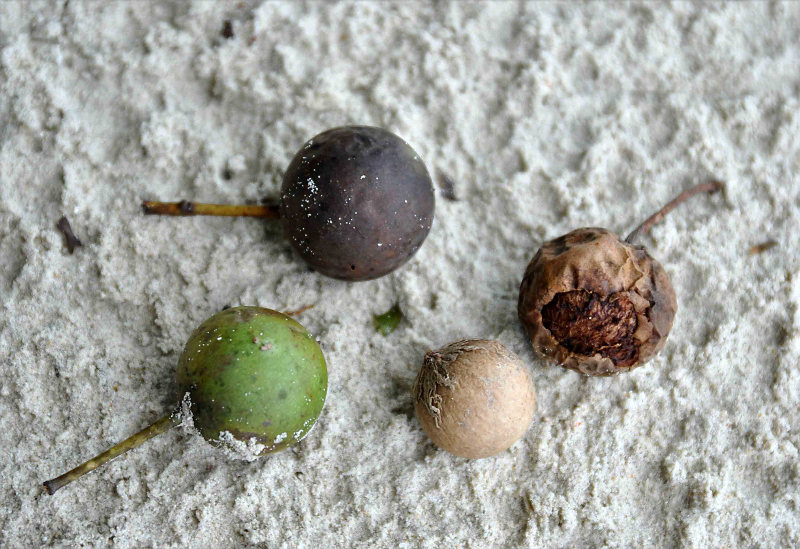 Изображение особи Calophyllum inophyllum.