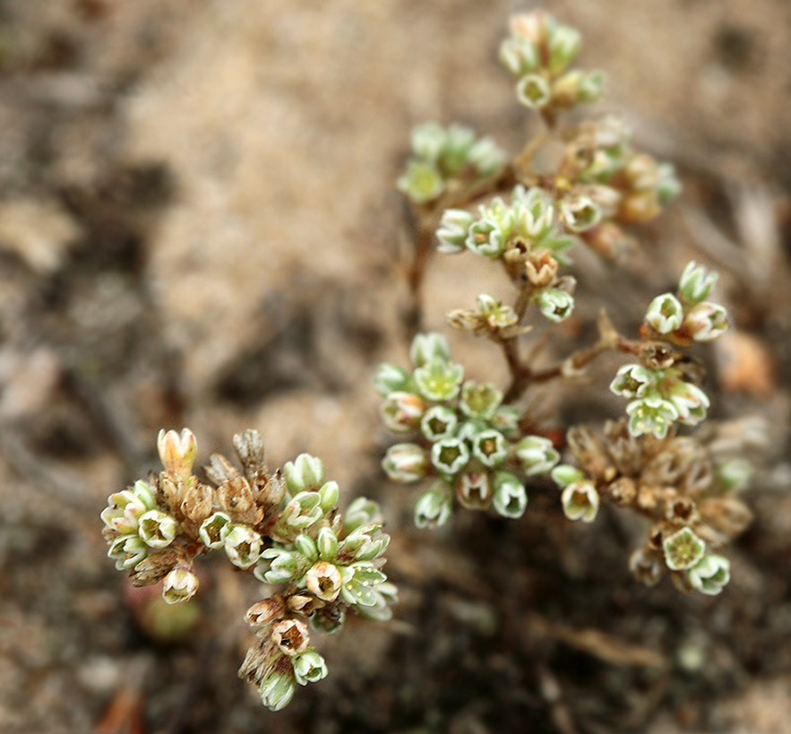 Изображение особи Scleranthus perennis.