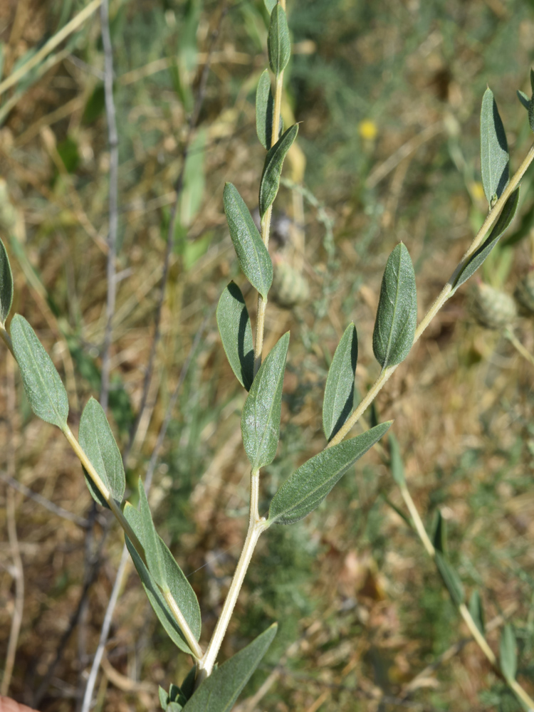 Image of Stizolophus balsamita specimen.