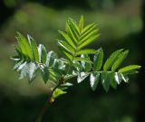 Sorbus aucuparia. Молодые листья на верхушке побега. Московская обл., Раменский р-н, окр. ж.-д. платформы Хрипань, смешанный лес у ЛЭП, просека. 08.05.2015.