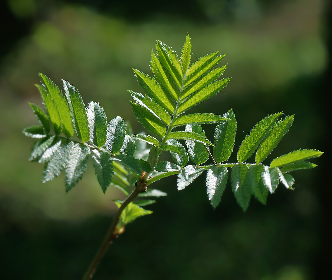 Image of Sorbus aucuparia specimen.